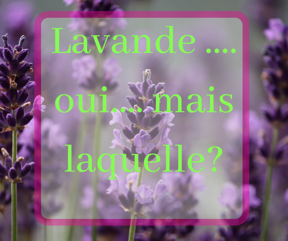 You are currently viewing Lavande, oui mais laquelle ?