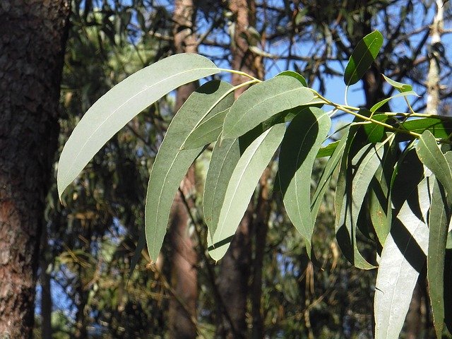 eucalyptus radiata