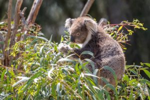 Lire la suite à propos de l’article Quelle huile essentielle d’Eucalyptus choisir pour mon enfant?