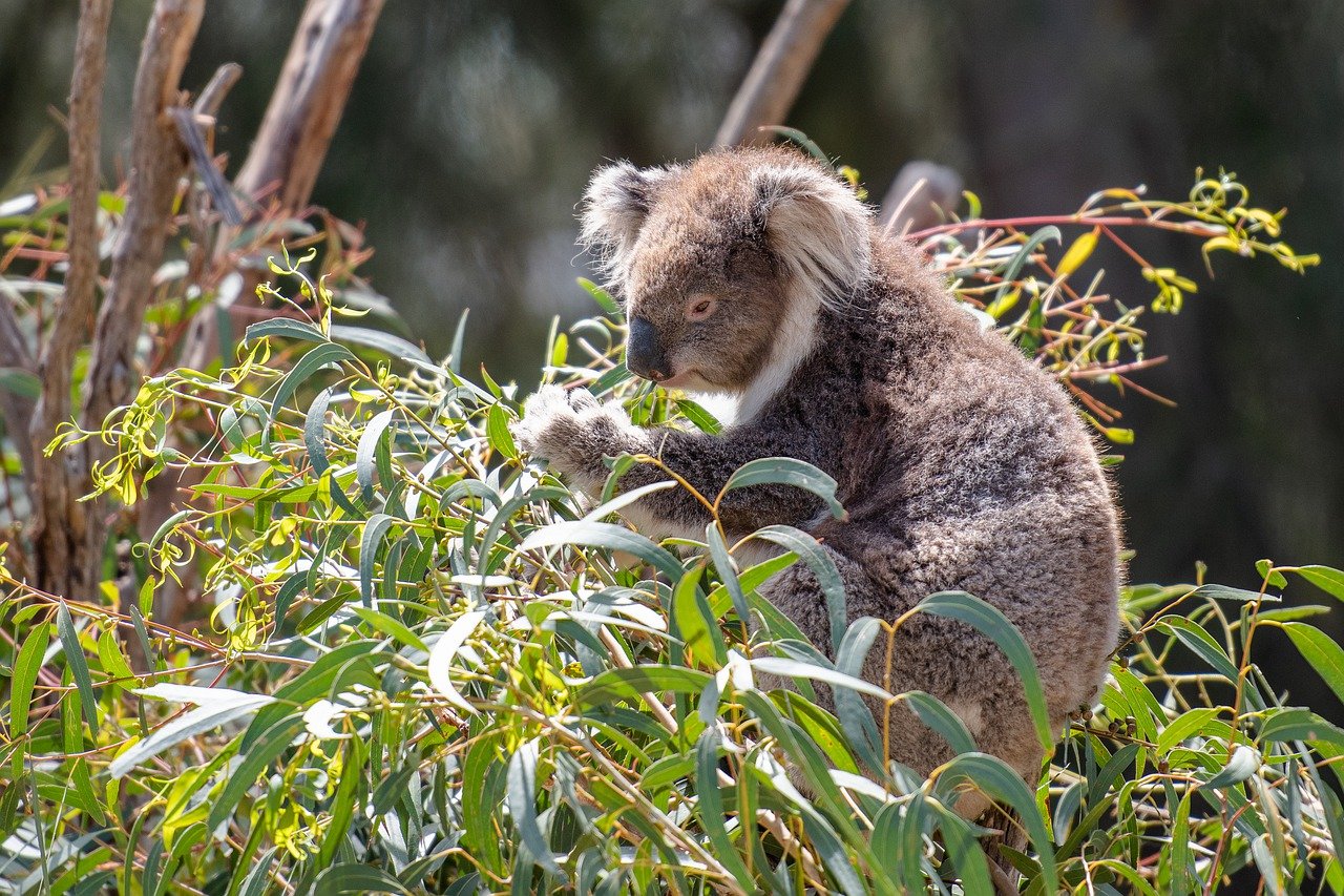 You are currently viewing Quelle huile essentielle d’Eucalyptus choisir pour mon enfant?